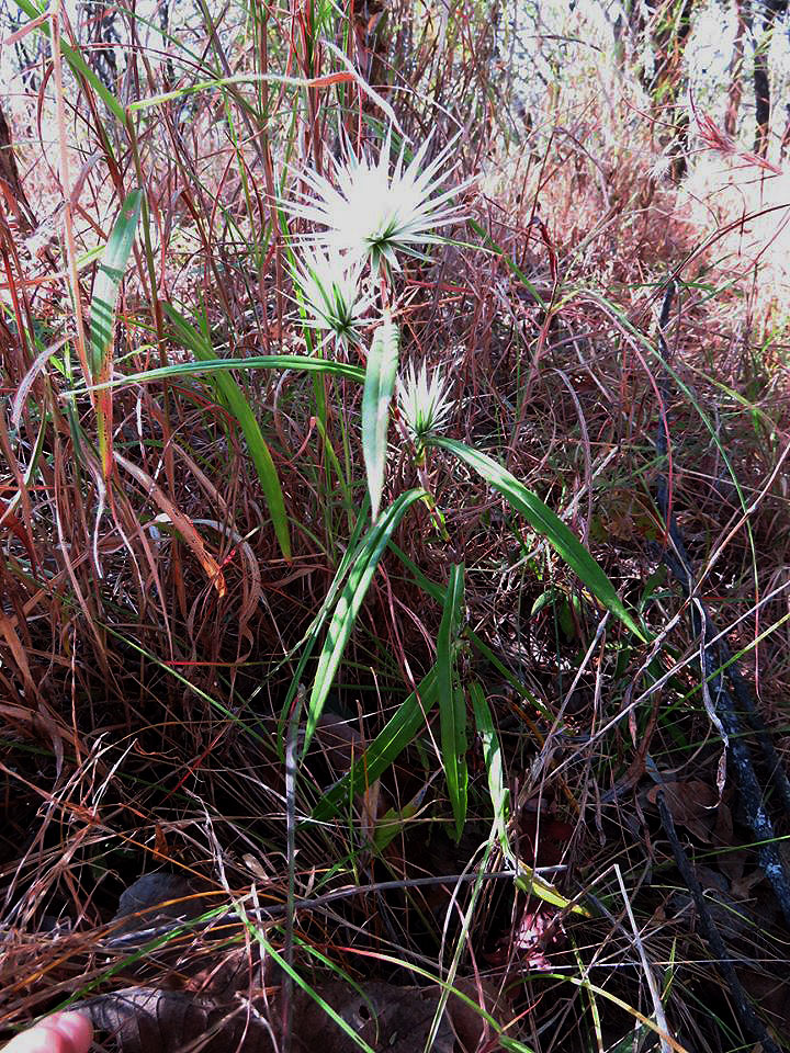 Macledium sessiliflorum