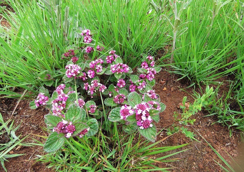 Lippia plicata Lippia plicata