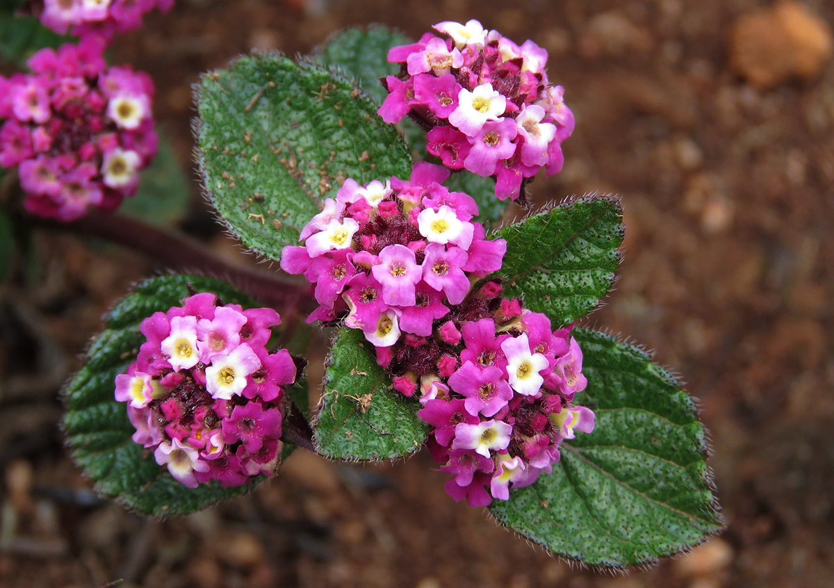 Lippia plicata Lippia plicata