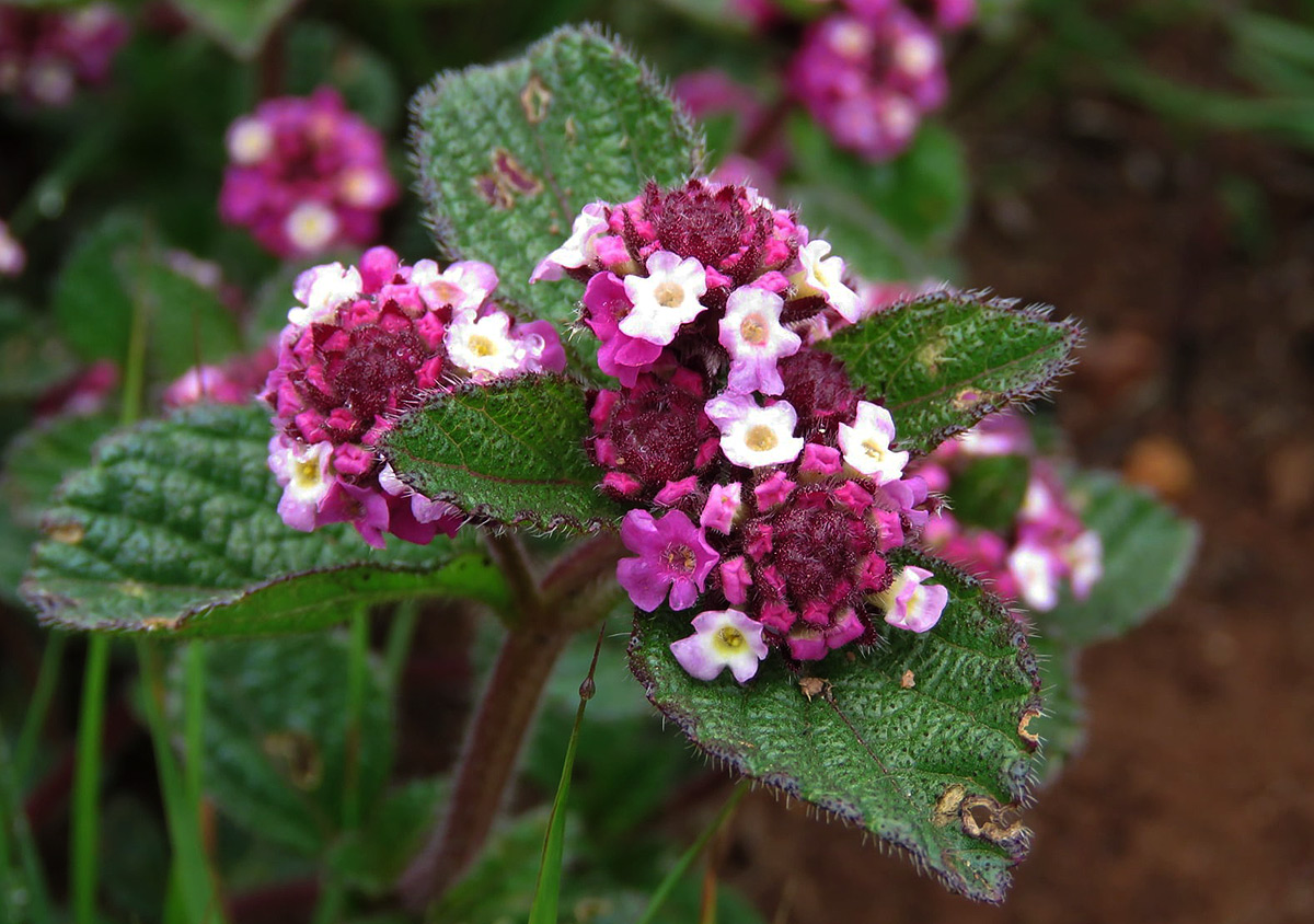 Lippia plicata Lippia plicata