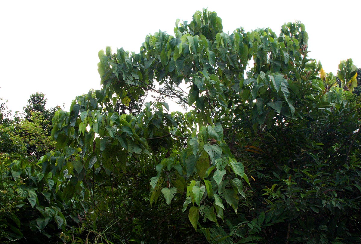 Caloncoba welwitschii