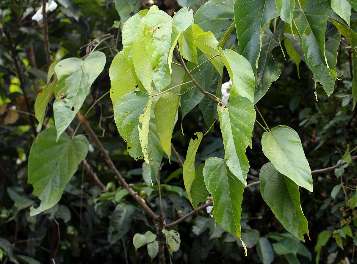 Caloncoba welwitschii