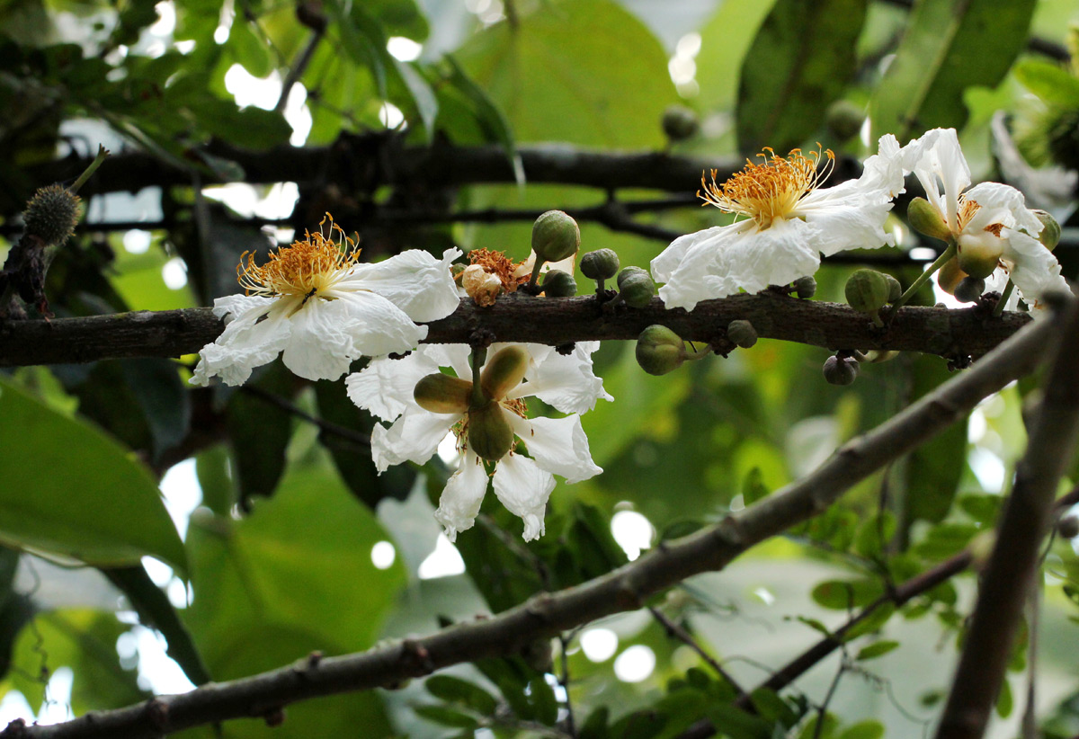 Caloncoba welwitschii Caloncoba welwitschii