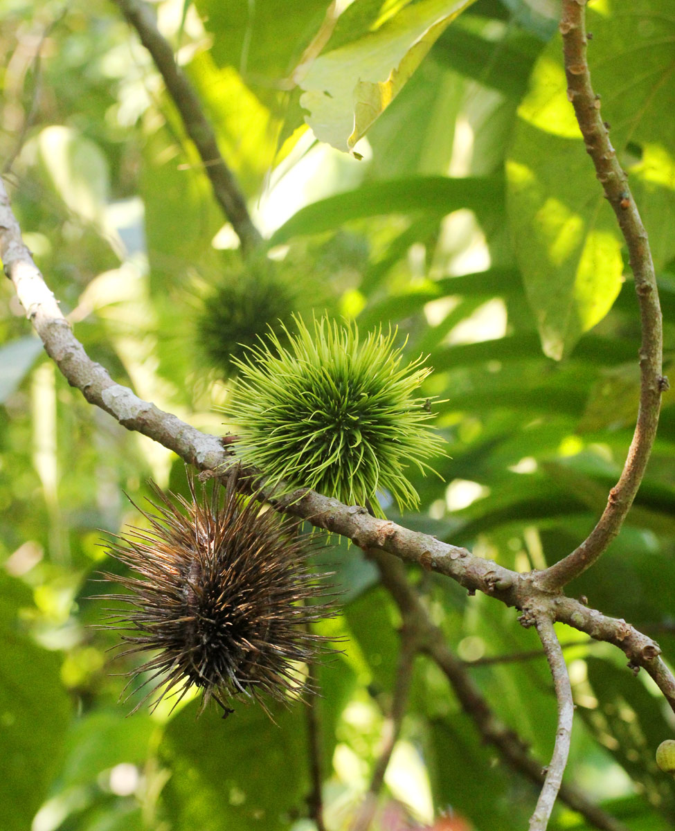 Caloncoba welwitschii Caloncoba welwitschii
