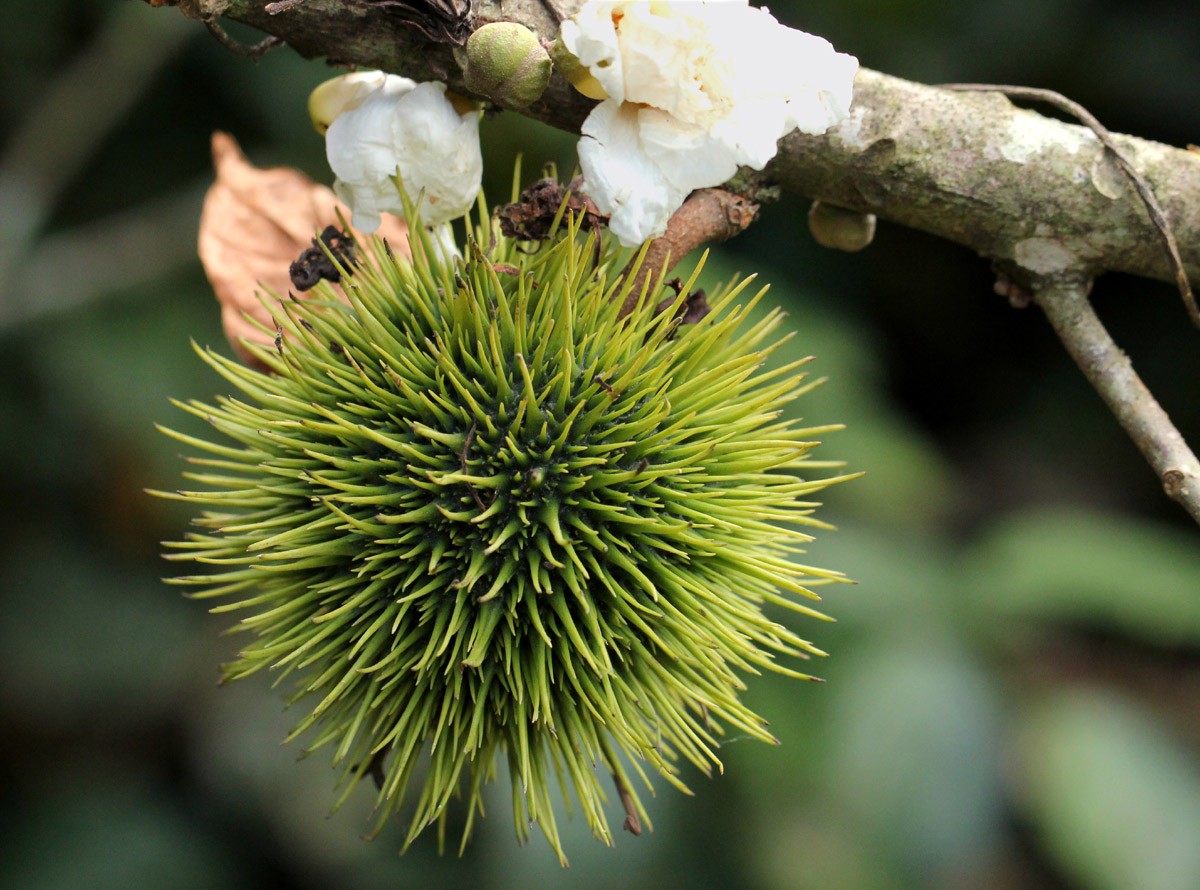 Caloncoba welwitschii Caloncoba welwitschii