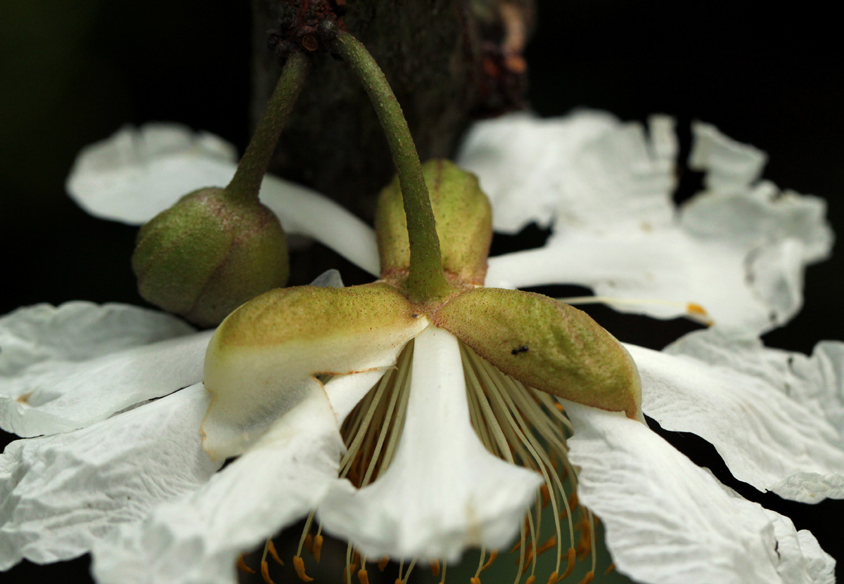 Caloncoba welwitschii Caloncoba welwitschii