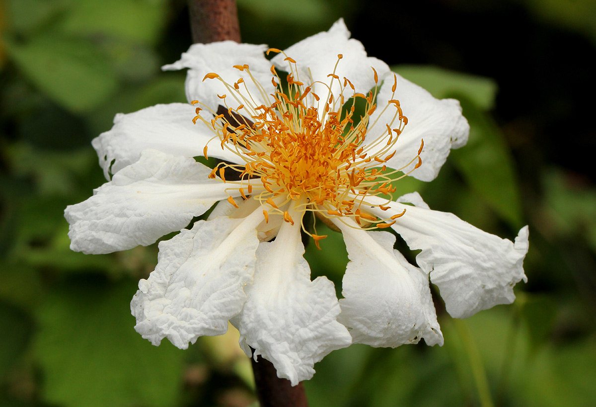 Caloncoba welwitschii Caloncoba welwitschii