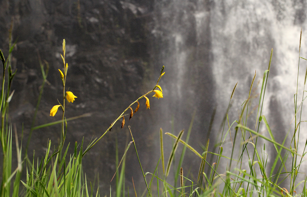 Gladiolus dalenii subsp. dalenii (yellow form)