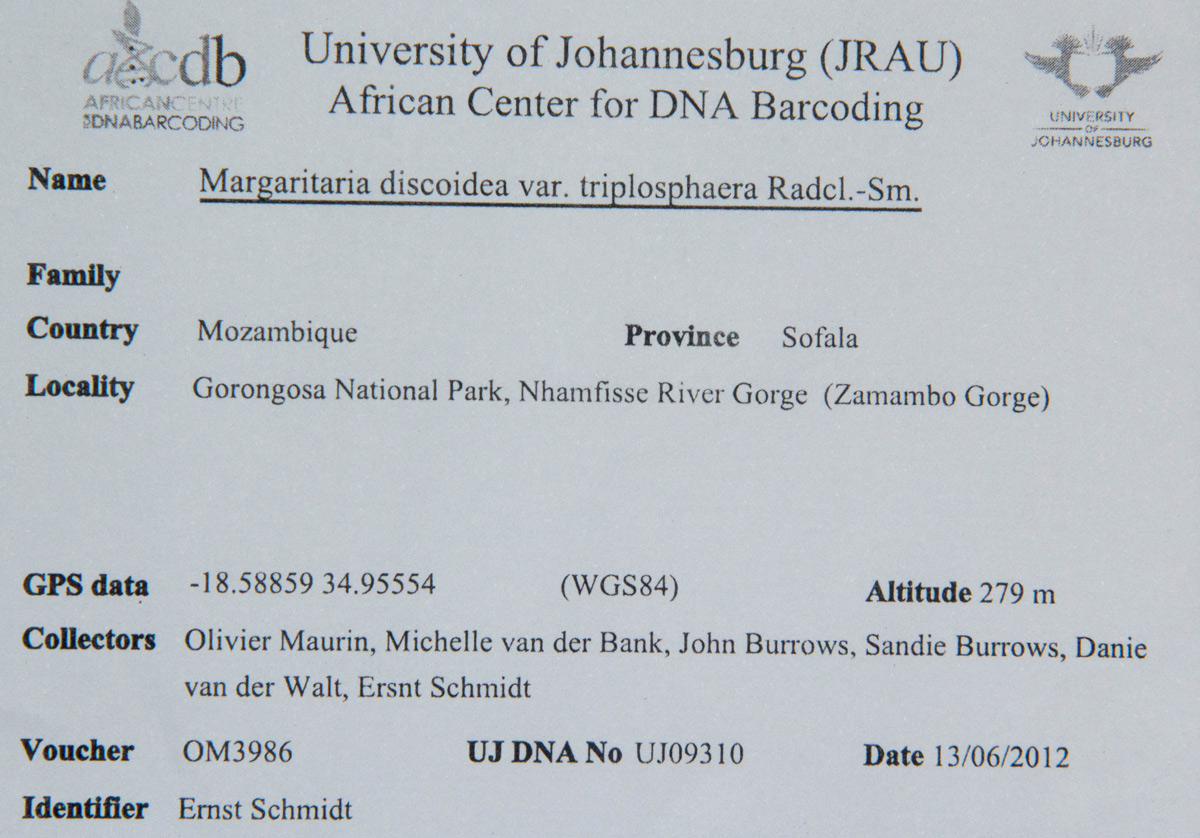 Margaritaria discoidea var. triplosphaera