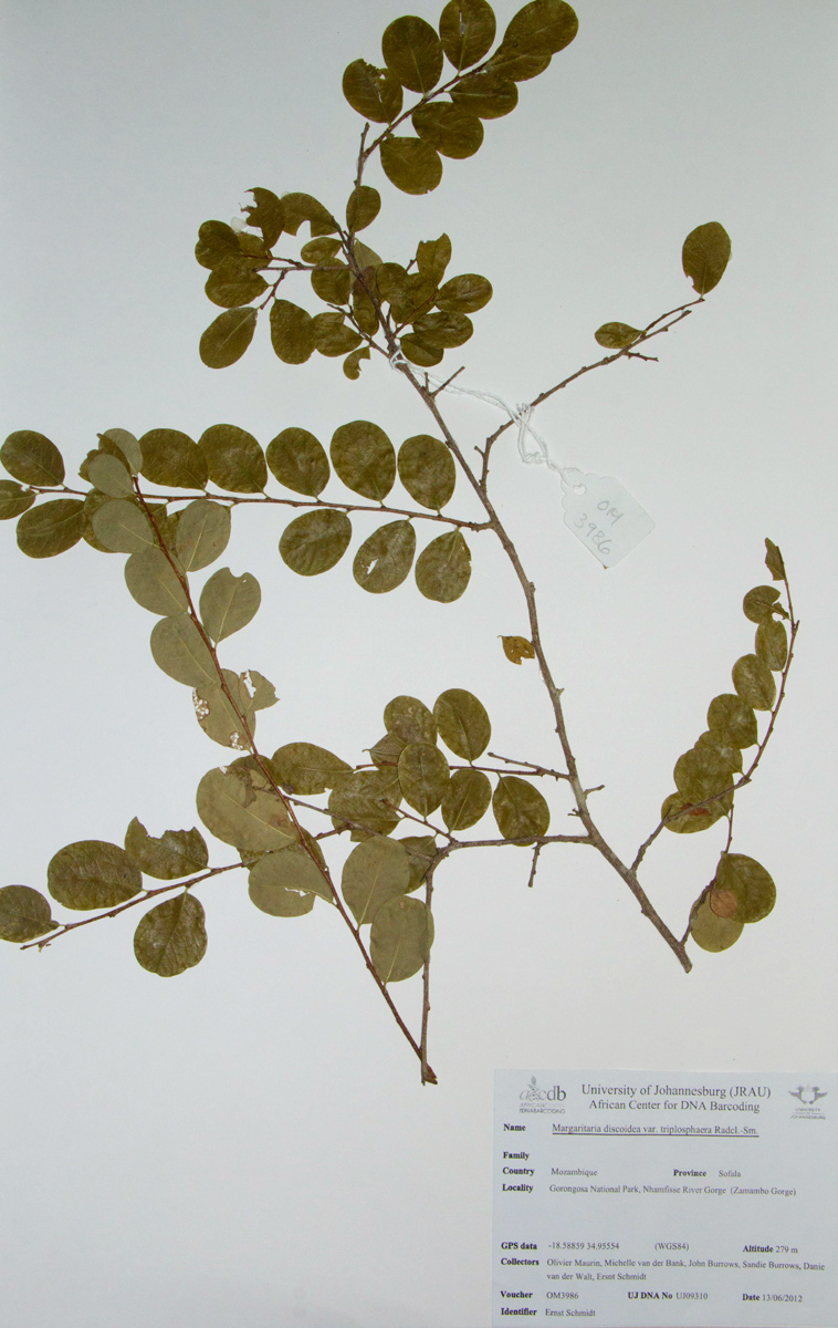 Margaritaria discoidea var. triplosphaera