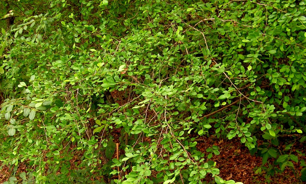 Margaritaria discoidea var. triplosphaera Margaritaria discoidea var. triplosphaera