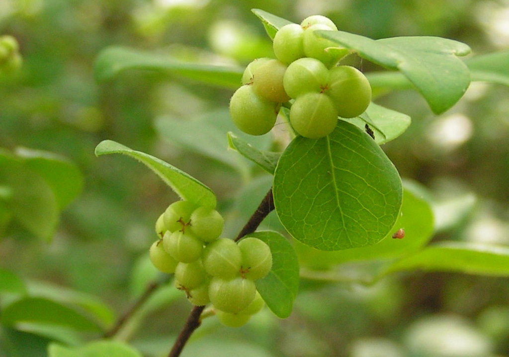 Margaritaria discoidea var. triplosphaera Margaritaria discoidea var. triplosphaera