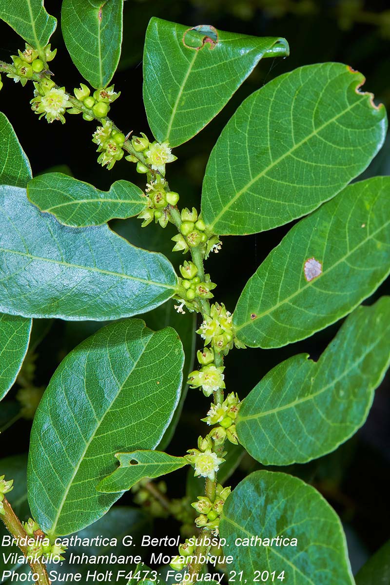 Bridelia cathartica subsp. cathartica