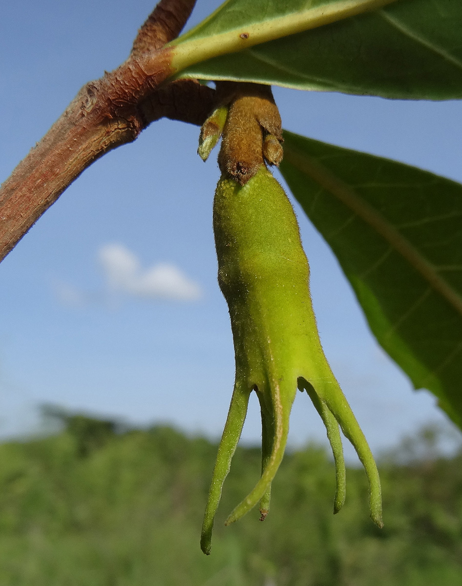Rothmannia engleriana Rothmannia engleriana