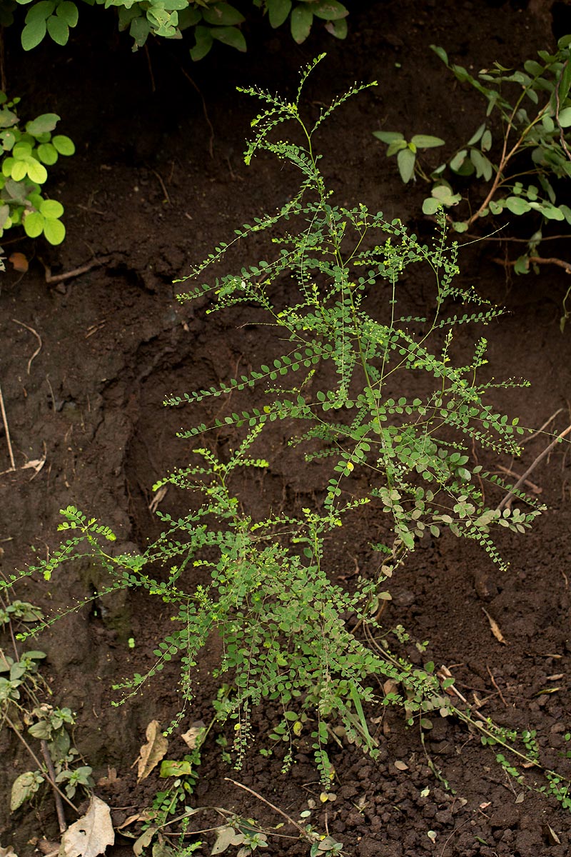 Phyllanthus nummulariifolius