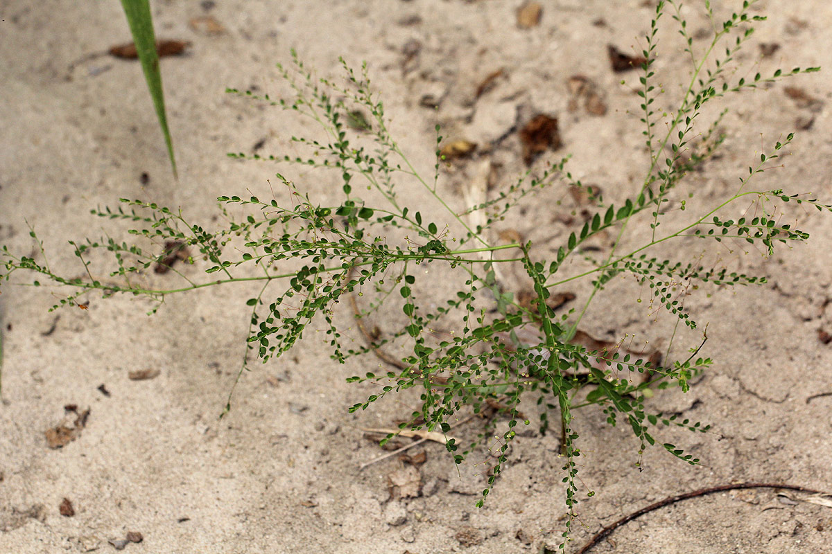 Phyllanthus nummulariifolius Phyllanthus nummulariifolius