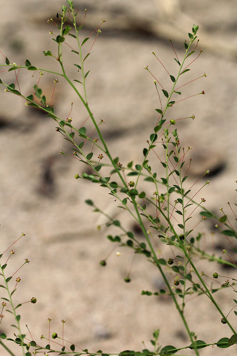 Phyllanthus nummulariifolius Phyllanthus nummulariifolius
