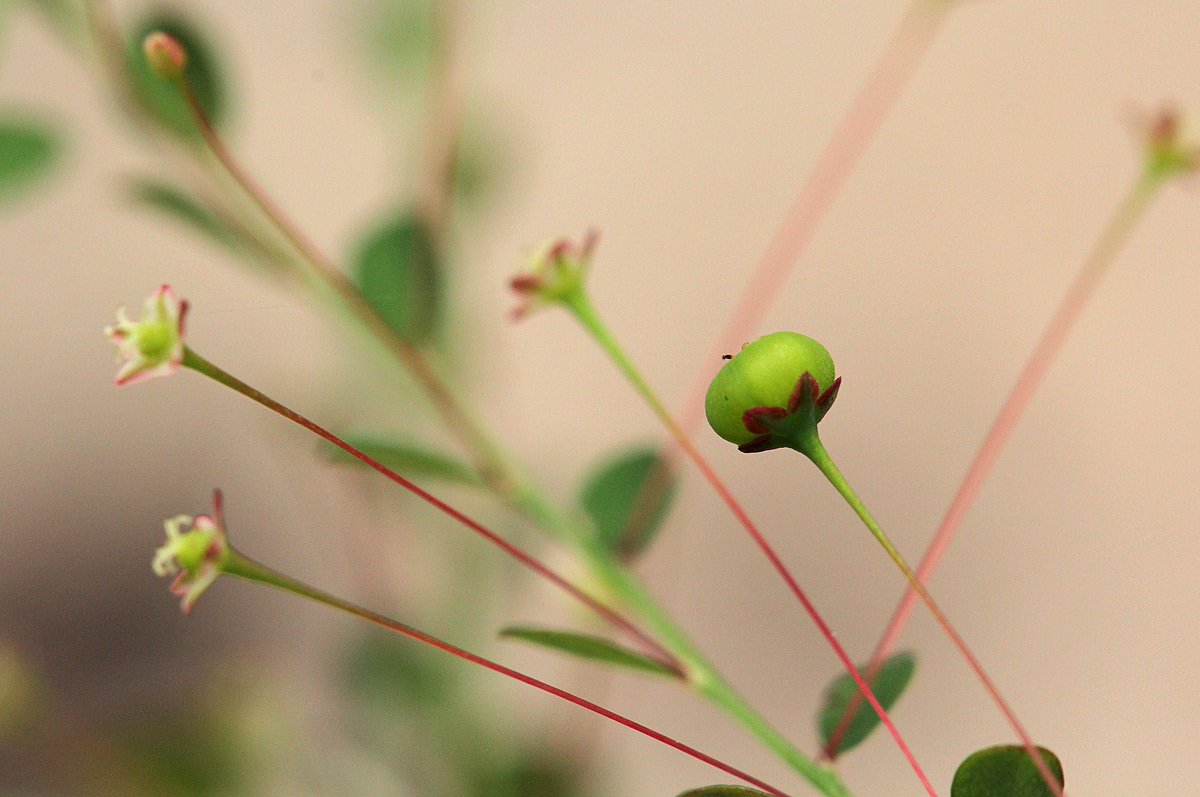 Phyllanthus nummulariifolius Phyllanthus nummulariifolius