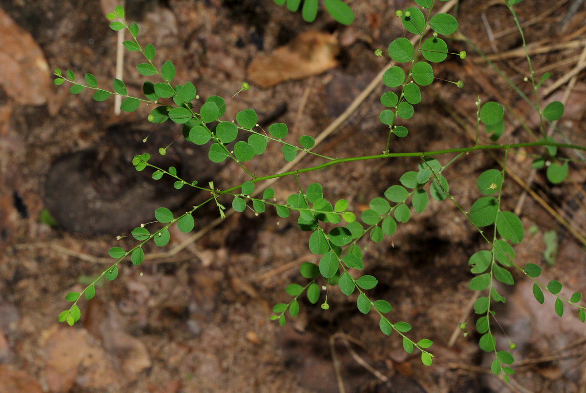 Phyllanthus nummulariifolius Phyllanthus nummulariifolius