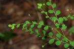 Phyllanthus nummulariifolius