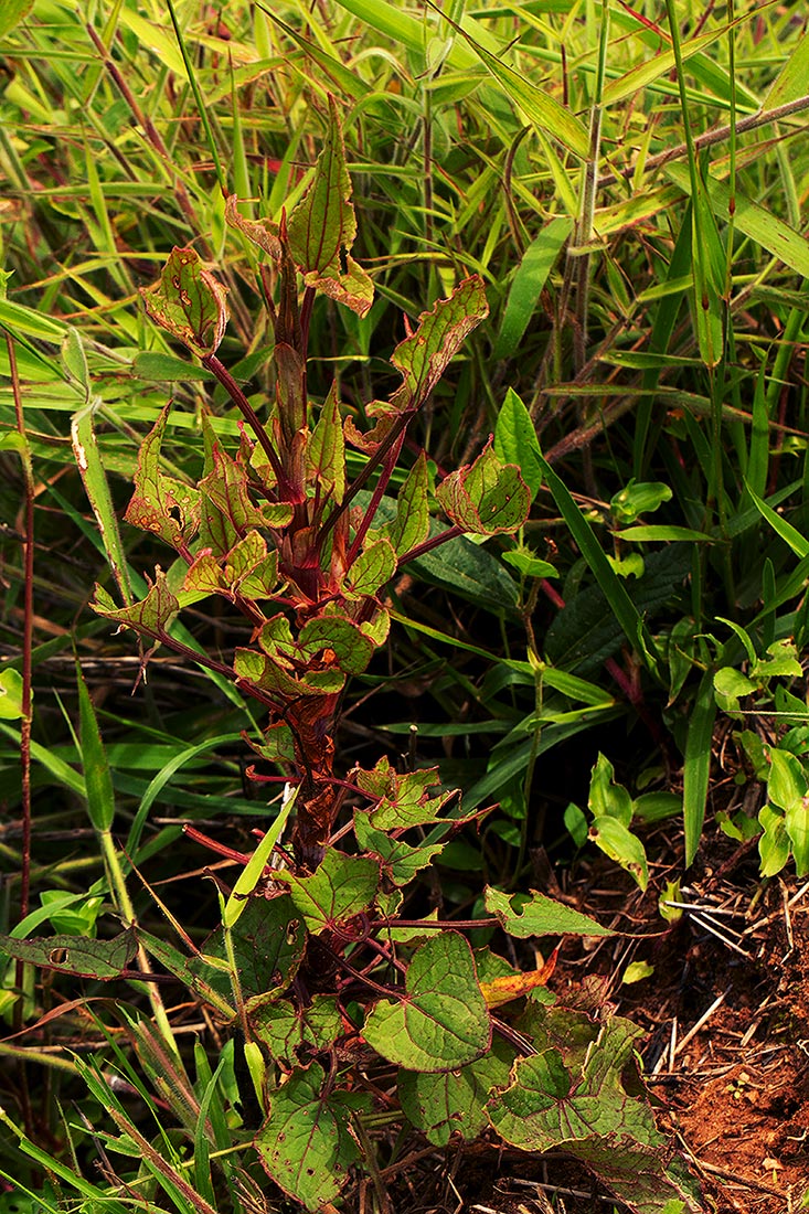 Rumex abyssinicus Rumex abyssinicus