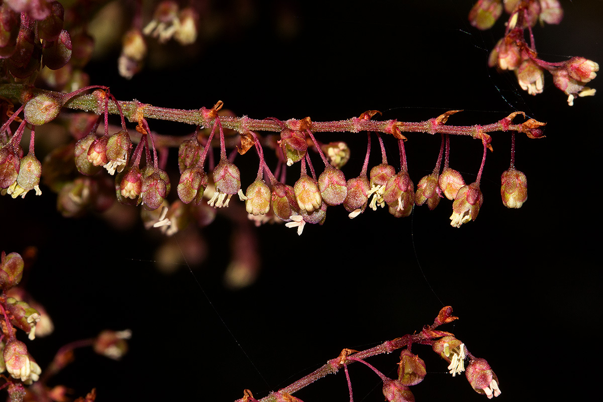 Rumex abyssinicus Rumex abyssinicus