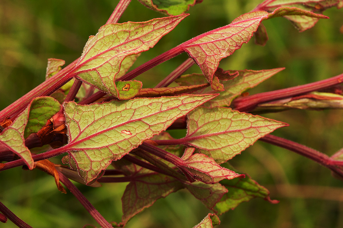 Rumex abyssinicus Rumex abyssinicus