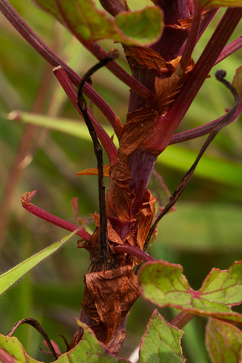 Rumex abyssinicus Rumex abyssinicus