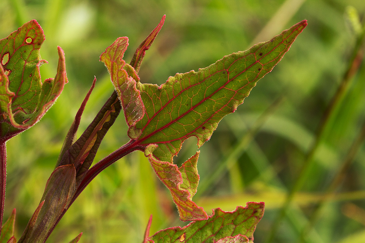 Rumex abyssinicus Rumex abyssinicus
