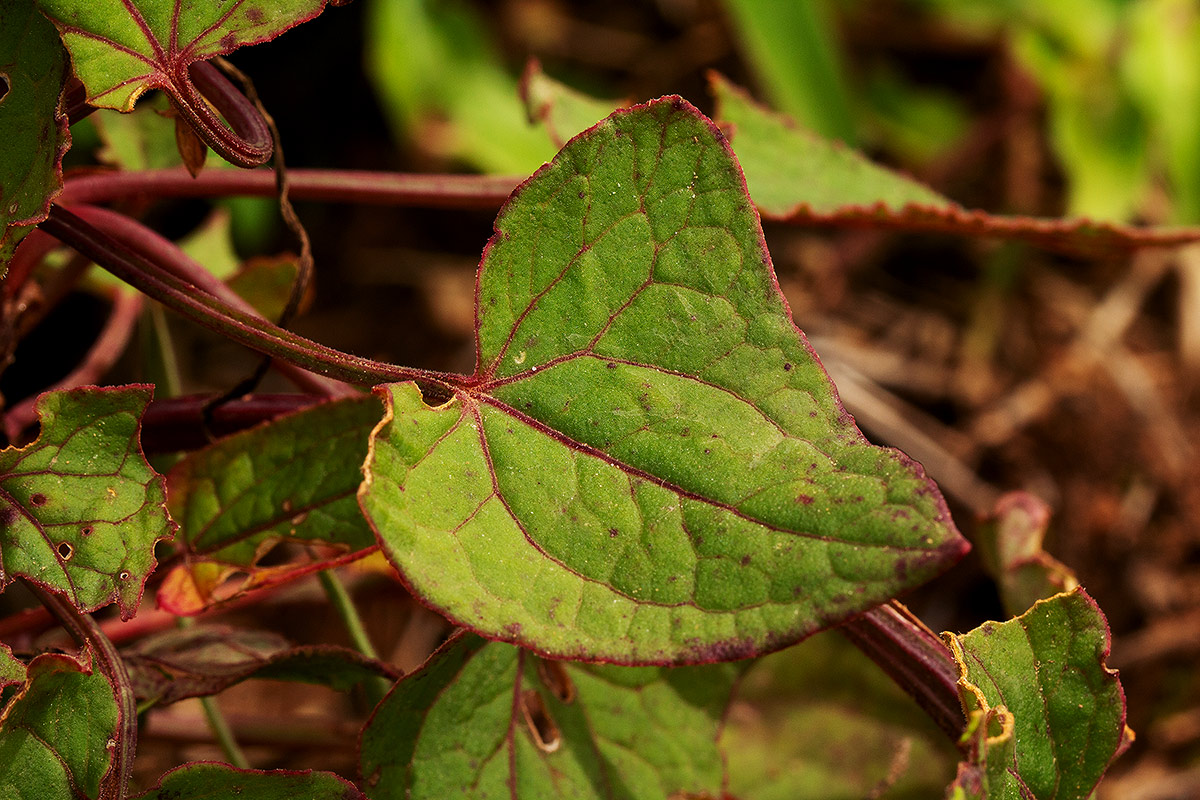 Rumex abyssinicus Rumex abyssinicus