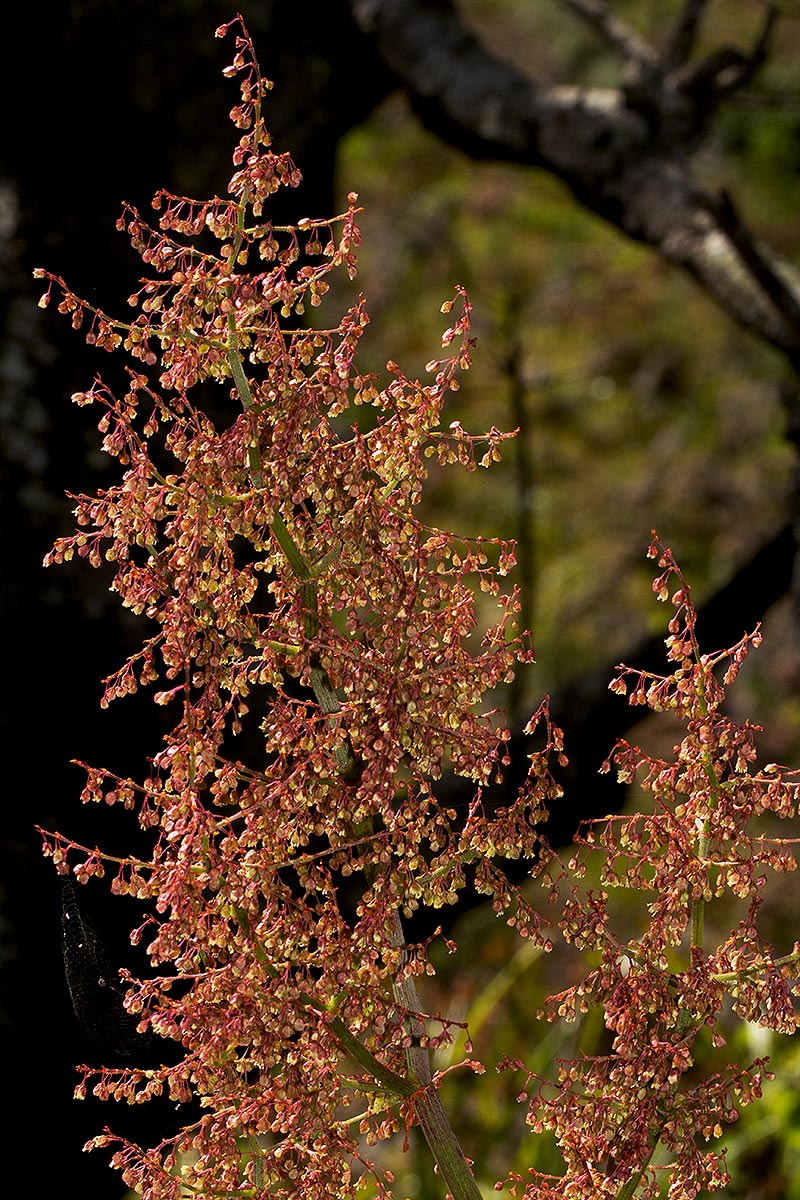 Rumex abyssinicus Rumex abyssinicus
