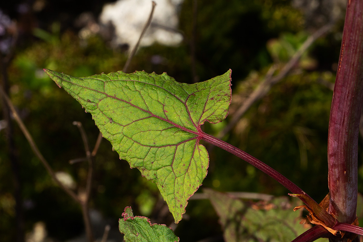 Rumex abyssinicus Rumex abyssinicus