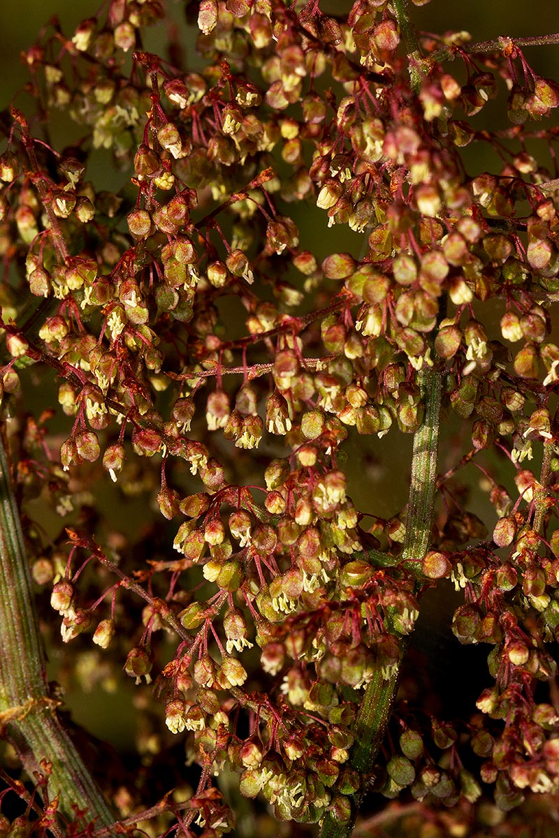 Rumex abyssinicus Rumex abyssinicus