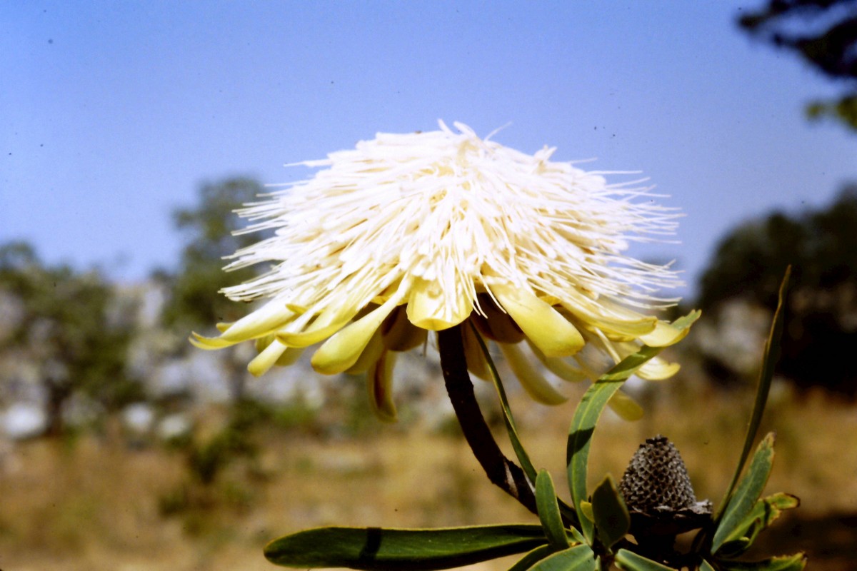 Protea rupestris