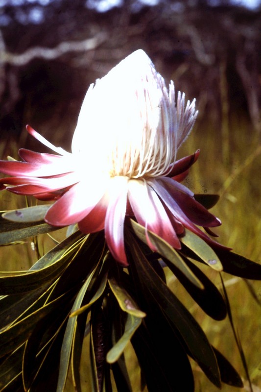 Protea rupestris