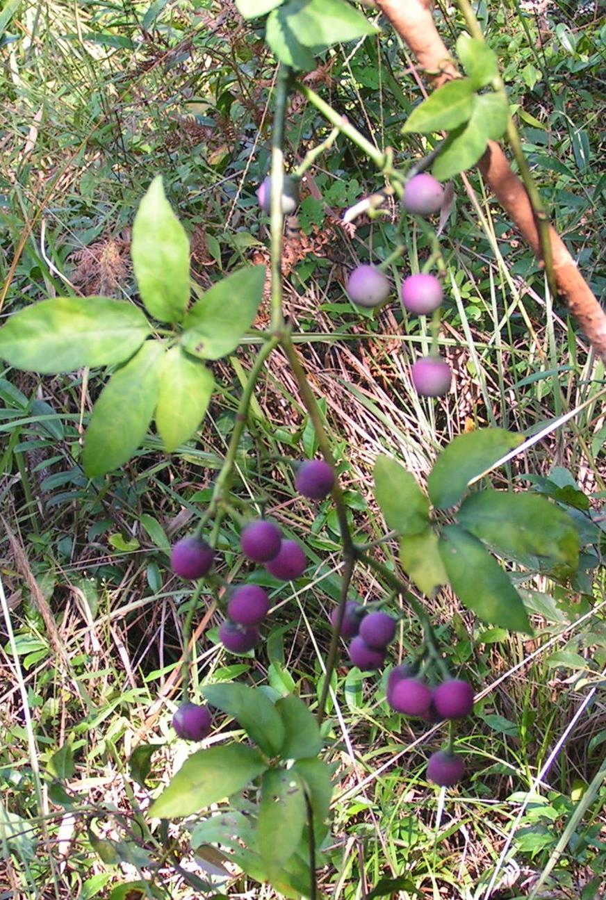 Cissus aralioides Cissus aralioides