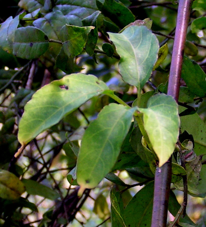 Cissus aralioides