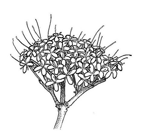 Pavetta crassipes Pavetta crassipes