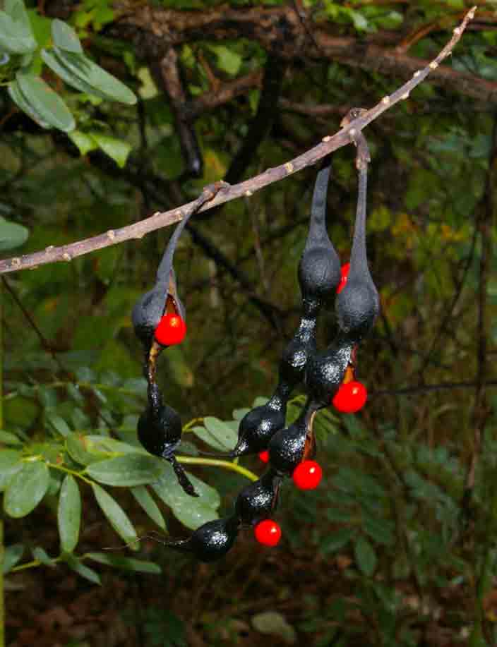 Erythrina humeana