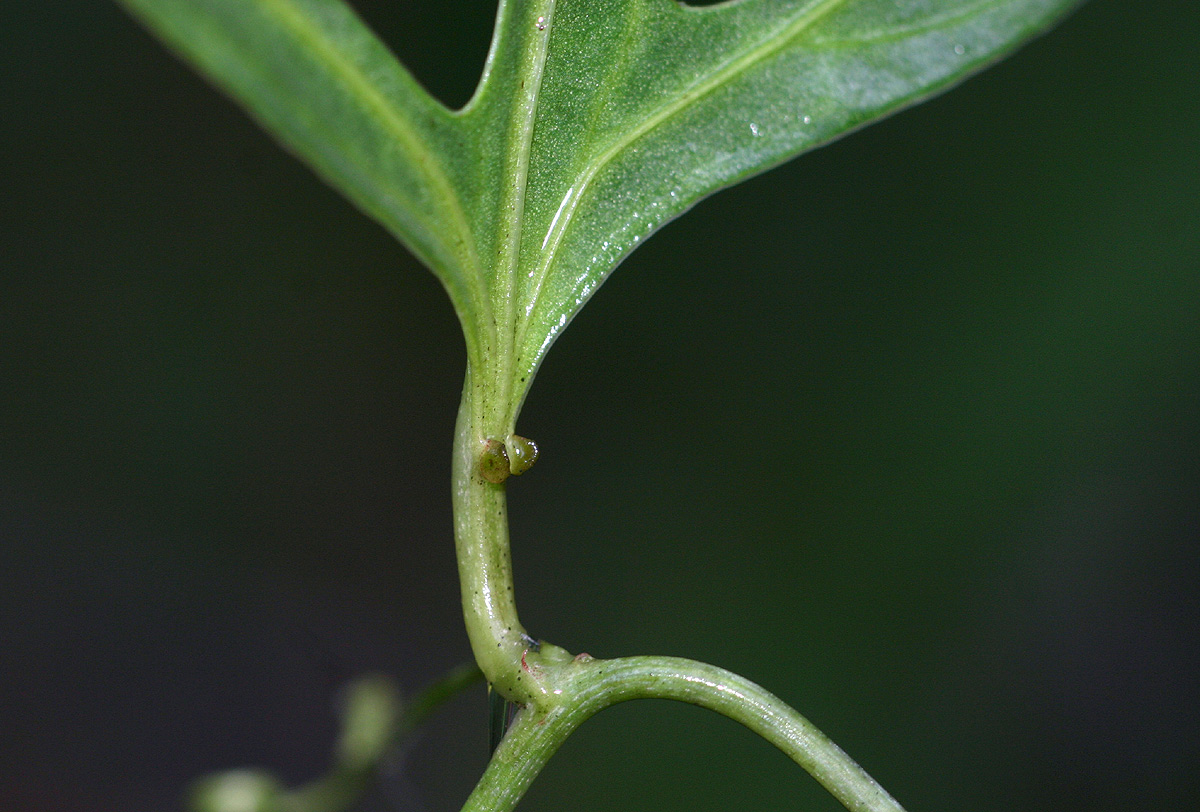 Adenia stenodactyla
