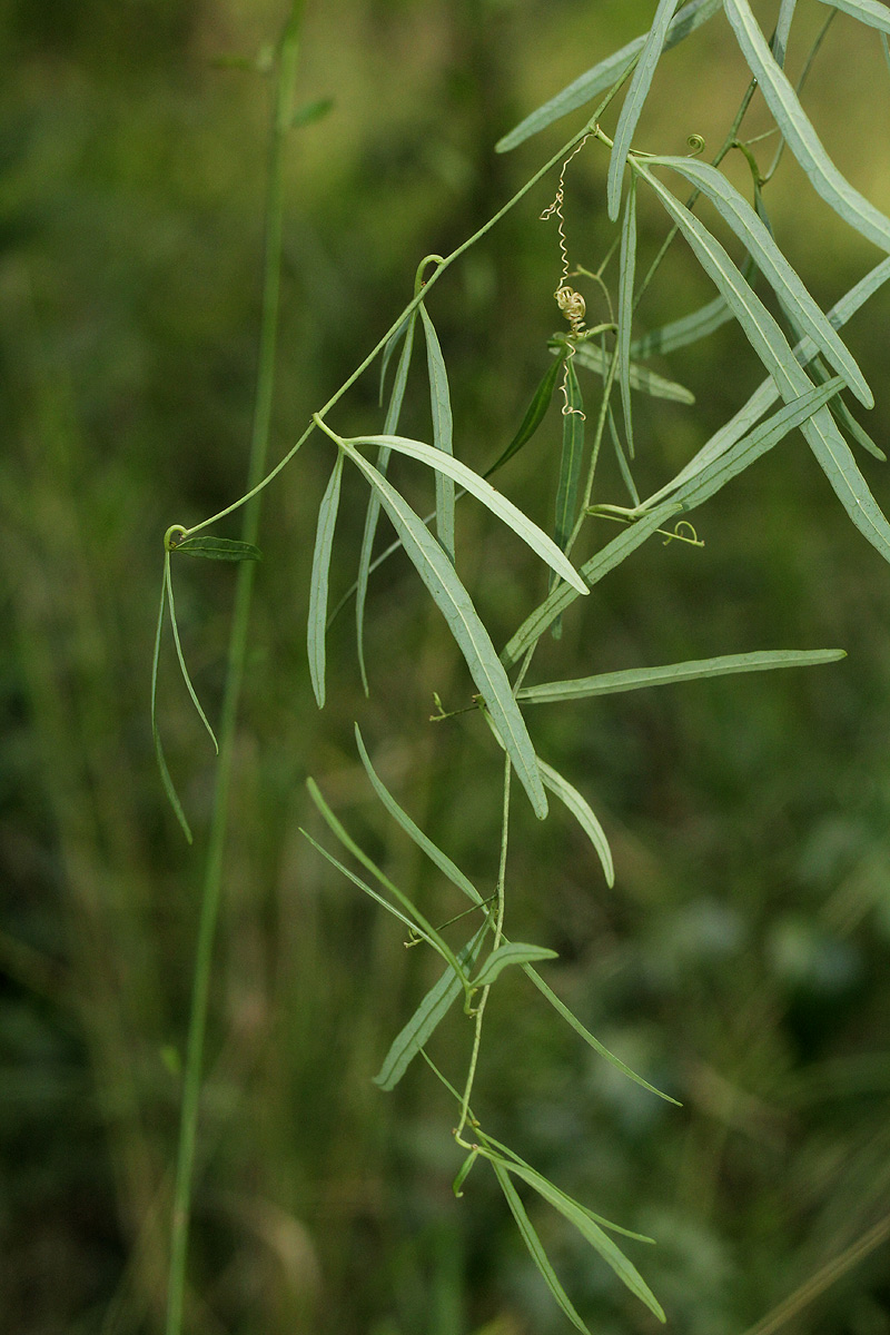 Adenia stenodactyla