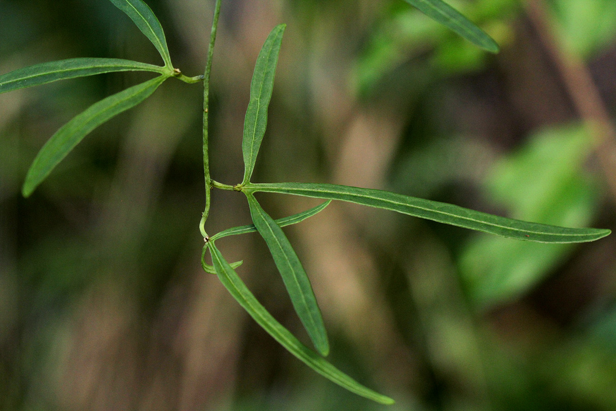 Adenia stenodactyla