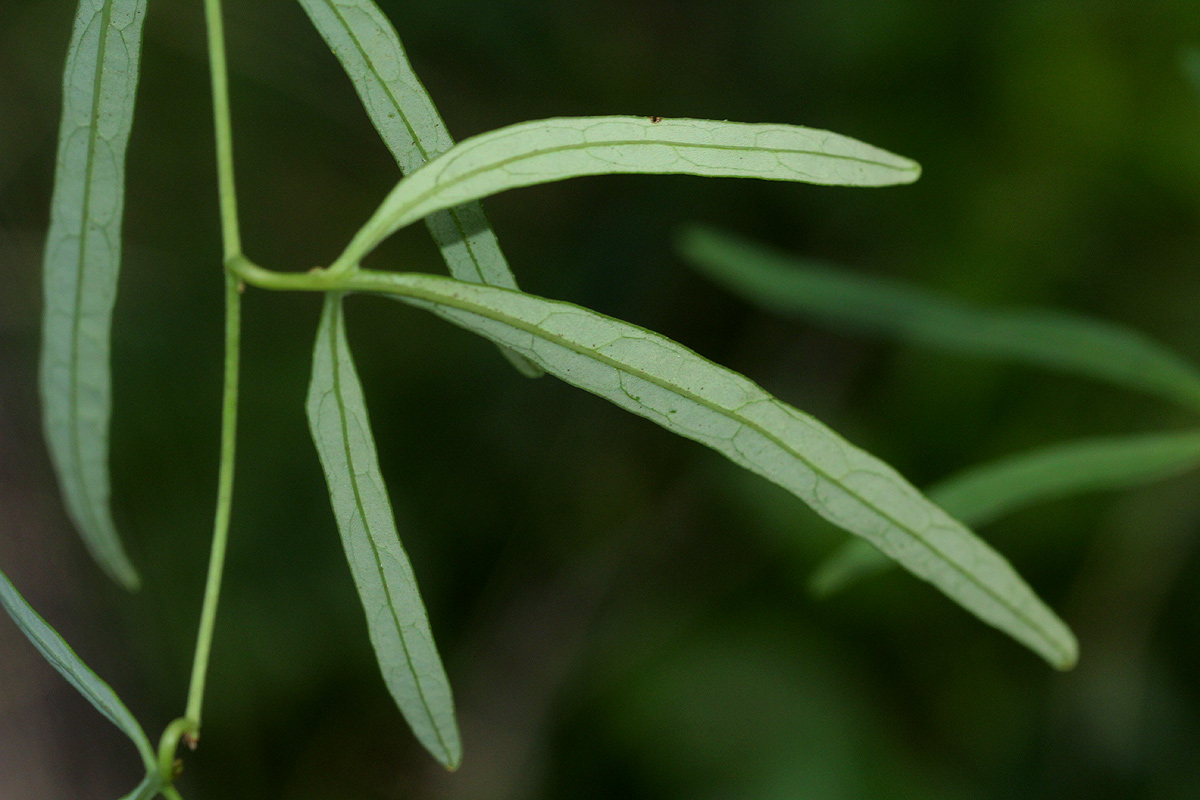Adenia stenodactyla