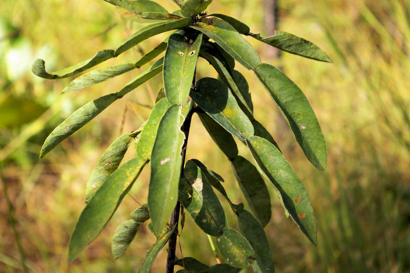 Droogmansia pteropus