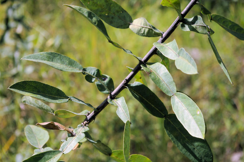Droogmansia pteropus