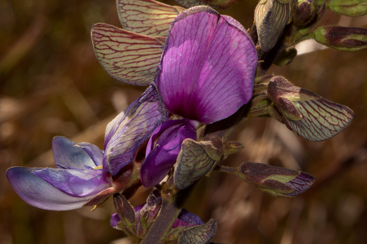 Droogmansia pteropus