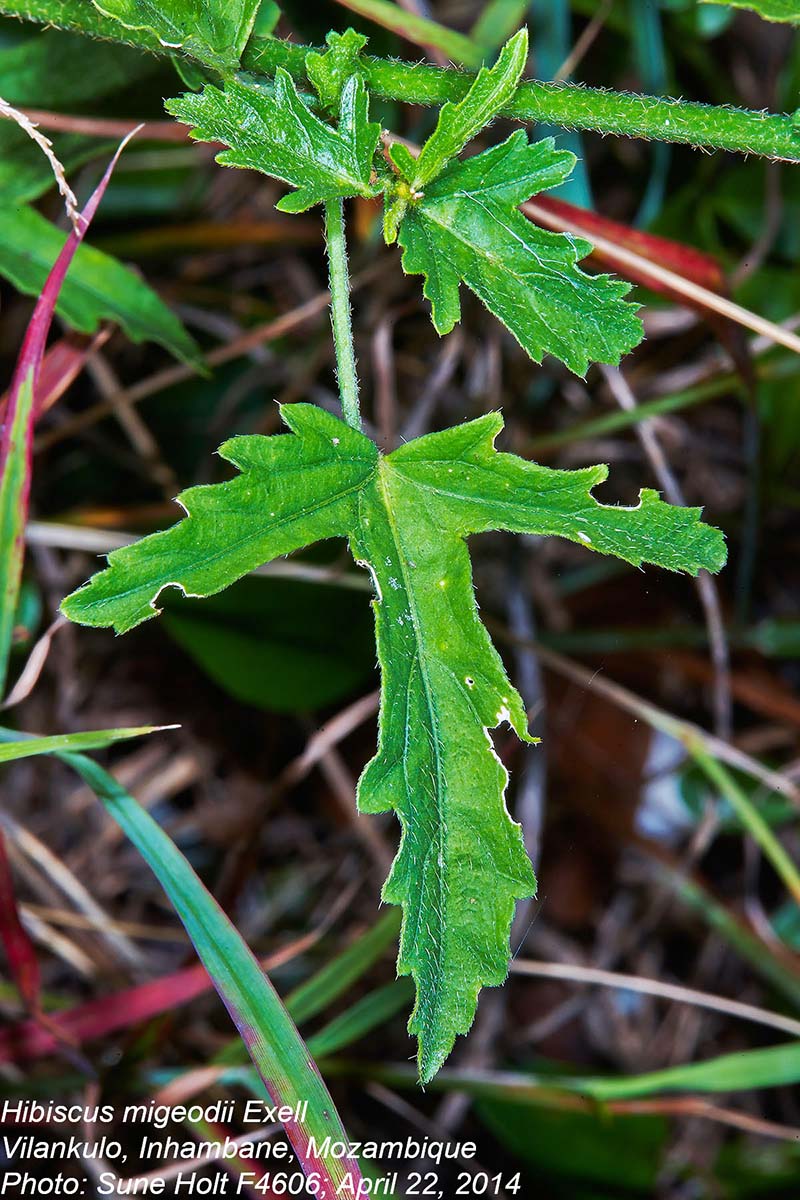 Hibiscus migeodii