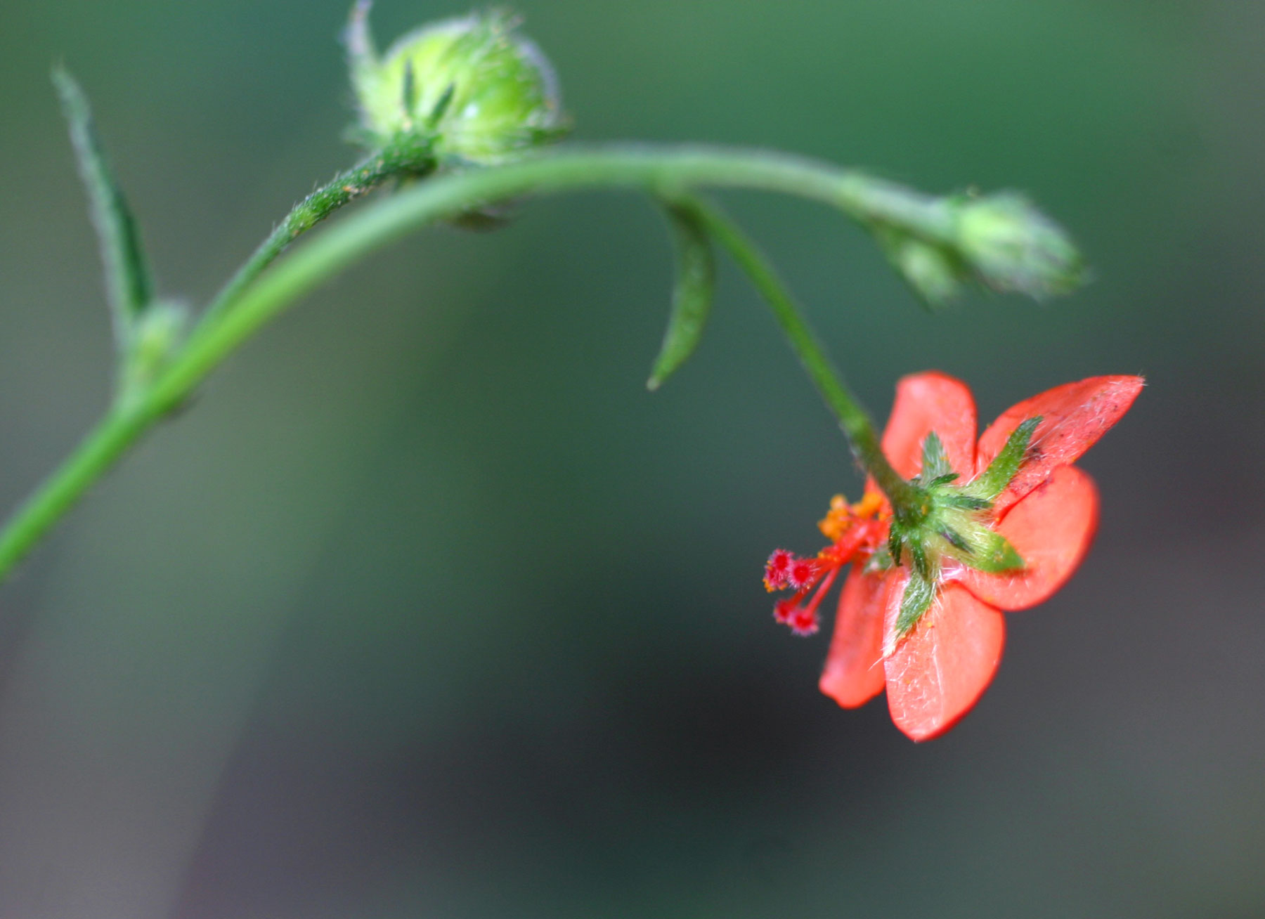 Hibiscus migeodii