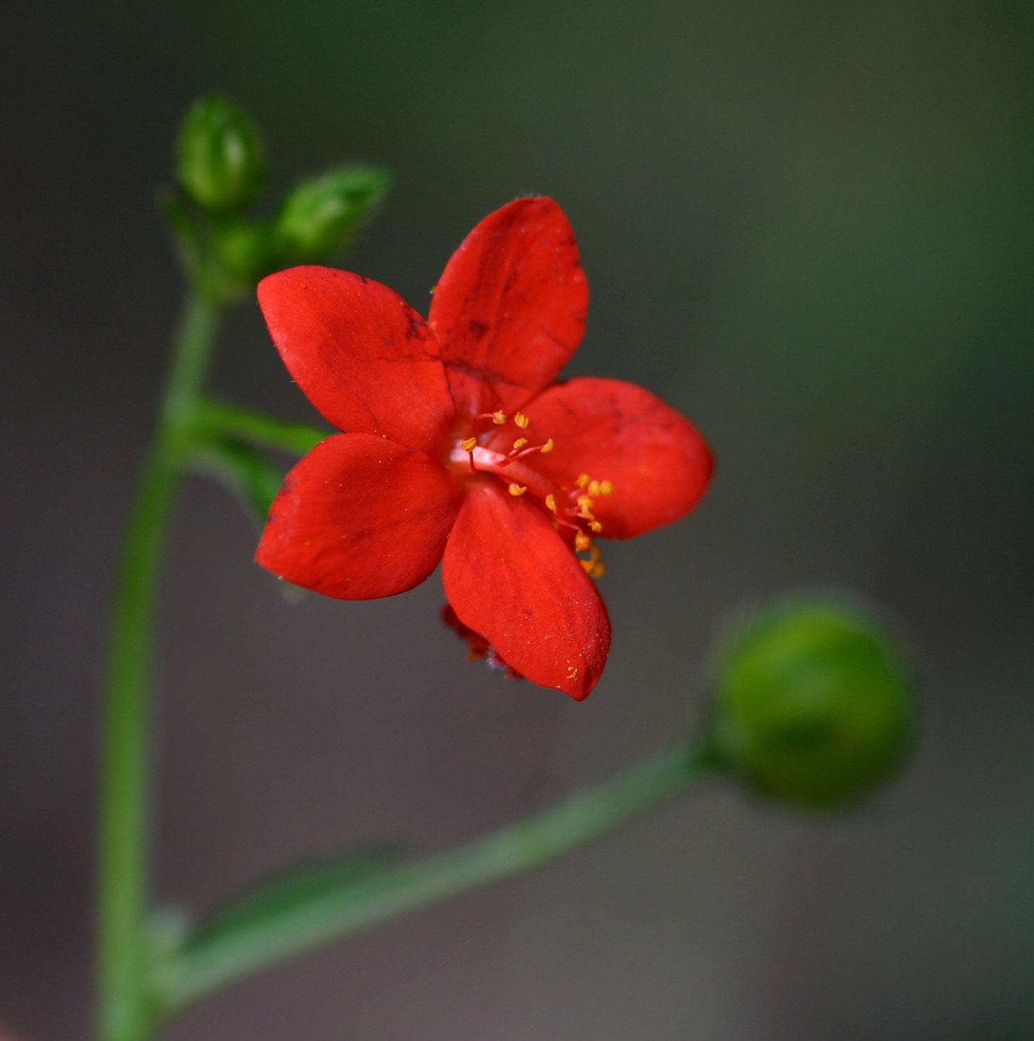 Hibiscus migeodii