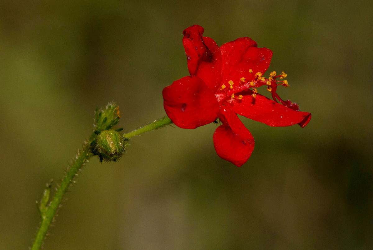 Hibiscus migeodii